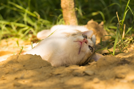 Playful baby cat posing to the camera.の写真素材