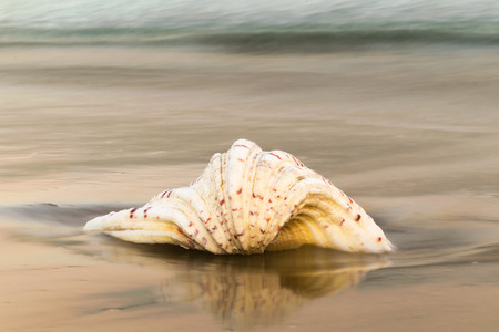 Xrisi Akti beach at Paros island in Greece with a big seashell at the foreground.の写真素材