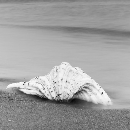 Big seashell in black and white against the sea.