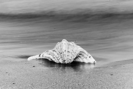 Seashell in black and white against the sea.の写真素材