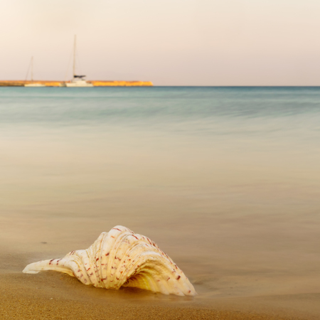 Seashell against the sea at Paros island in Greece.