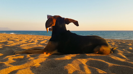 Dog portrait looking at the beach while the wind is blowing. A cute moment of relaxing.の写真素材