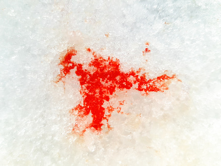 Wounded animal blood trace on the snow.の写真素材