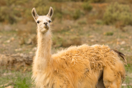 Funny portrait of a lama out in the nature.の写真素材