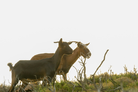Wild goats against white background.の写真素材