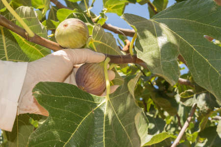 Worker collecting a ready fig. Close up view.