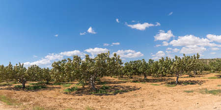 Fig trees on a sunny day.