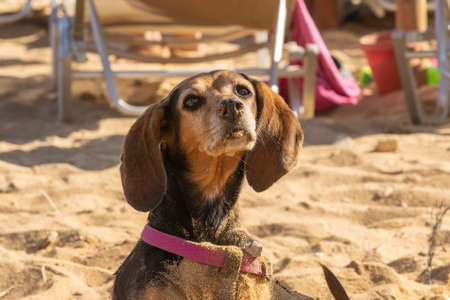 Funny portrait of a female dog at the beach playing with sand.の写真素材