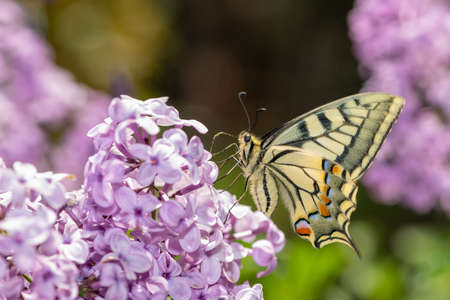 Scarce swallowtail (Iphiclides podalirius) butterfly macro shot on a plant drinking nectar. Close up...