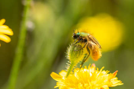 Eulasia nitidicollis glaphyrid beetle macro on top of a flower.の写真素材