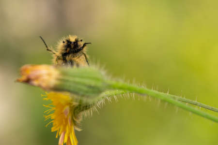 Glaphyrid beetle close up look on top of a flower. Macro photo.の写真素材