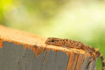 Close up view of a lizard walking on top of a wood chop. Macro photography.の写真素材