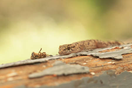 Face of a wall lizard on top of wood. Close up view.の写真素材