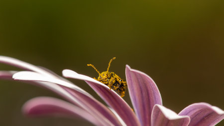 Pollen -covered beetle on top of a daisy flower.