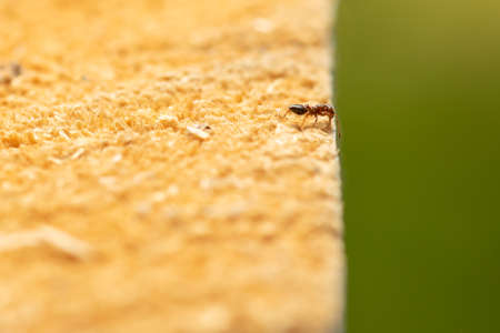 Ant macro photo on the edge of a wood chop.の写真素材