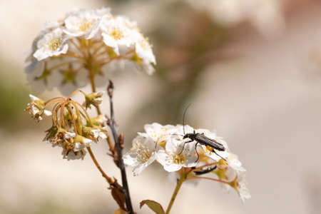 Little sawfly on top of a cherry blossom tree macro photo.