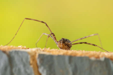 Long legged spider macro photo on top of a wood chop.の写真素材