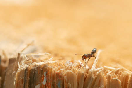 Ant close up macro photo on top of a wood chop.の写真素材