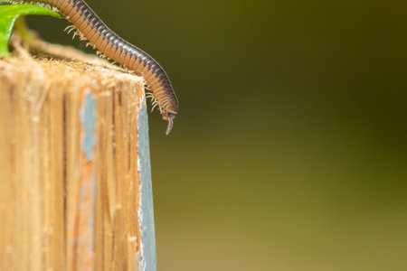 Earthworm trying it's way down of a wood chop. Macro photography.の写真素材