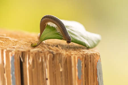 Earthworm on a leaf macro photo. Close up view.