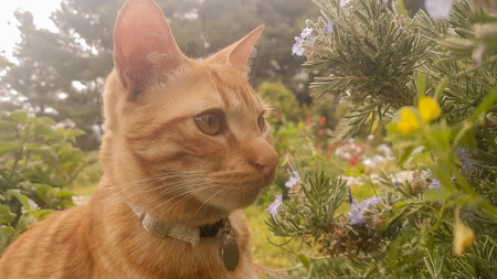 Ginger cat portrait against the colorful garden on spring.の写真素材