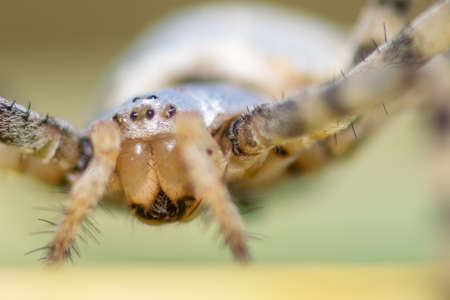 Argiope Lobada spider close up. Macro photo.の写真素材