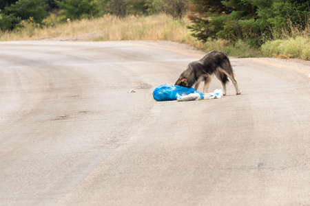 Weak stray dog searching for food out in the streets.