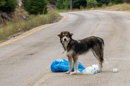 Dog searching and eating food from a bag of garbage.
