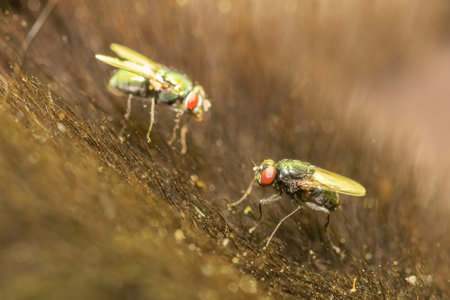 Flies on a dog corpse. Close up view.