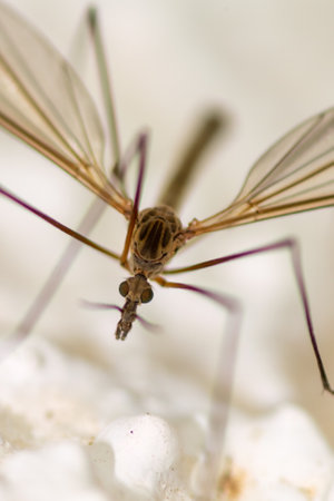 Close up of a mosquitoe on a wall. Macro photography.