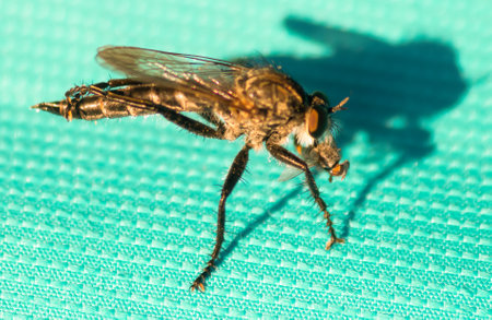 Robber fly against a bluish background. Close up view.の写真素材