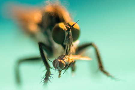 Close up view of a robber fly eating a small fly. Macro photography.の写真素材
