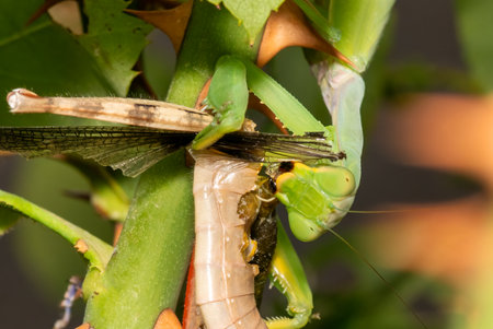 Praying mantis eating a cicada Macro photography. Close up look.