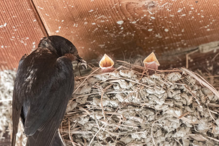Swallow feeding babies in their mud nest.の写真素材