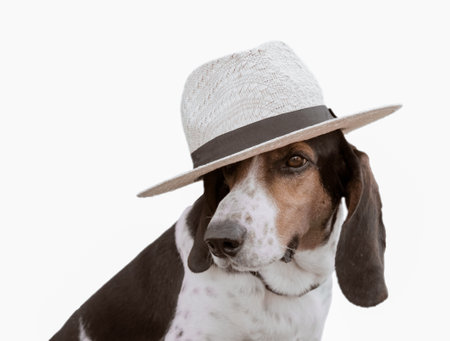 Funny hunt dog wearing a hat isolated on white.