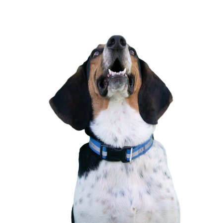 Close up of a hunt dog looking up isolated on white. A funny moment.の写真素材