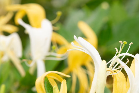 Close up of honeysuckle flower, macro shot with shallow depth of fieldの写真素材