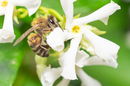 Honey bee collecting nectar on white flower in the garden.