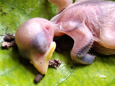 Close up of a baby bird fallen from nest dead on top of a leaf.の写真素材