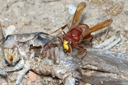 Oriental hornet on top of a grasshopper body.の写真素材
