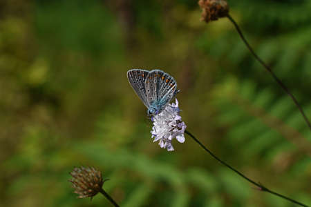 The butterfly feeds on a blue flower on a sunny dayの写真素材