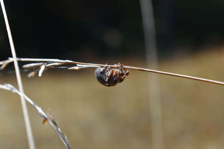 Ð¢he spider is looking for prey