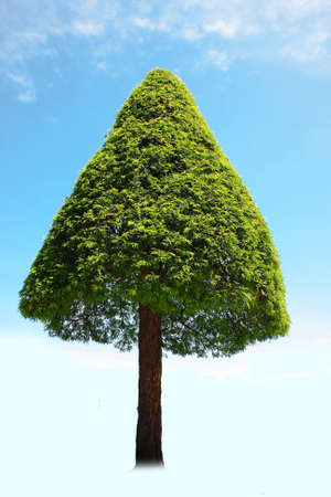Lonely tree.の写真素材