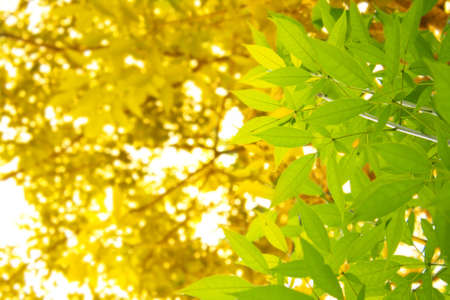 trees