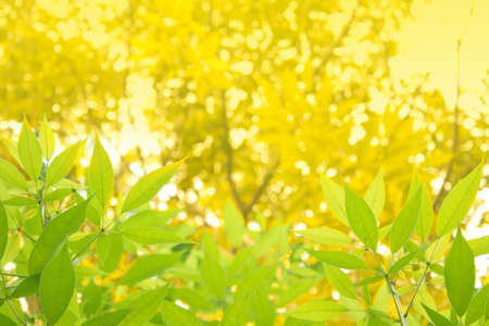 treesの写真素材