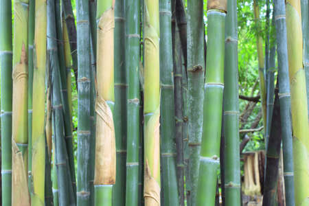 bambooの写真素材