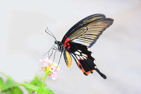 Butterflyの写真素材