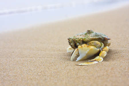 Crab