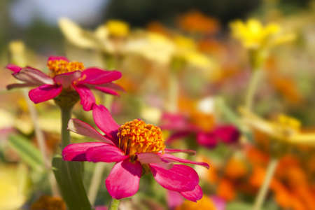 gerbera, pink, purple floral background.