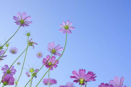 Pink flowers background sky